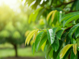 15 Health Benefits Of Soursop Leaves In 2025