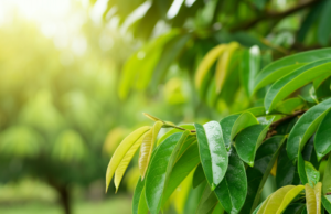 15 Health Benefits Of Soursop Leaves In 2025 15 Health Benefits Of Soursop Leaves In 2025